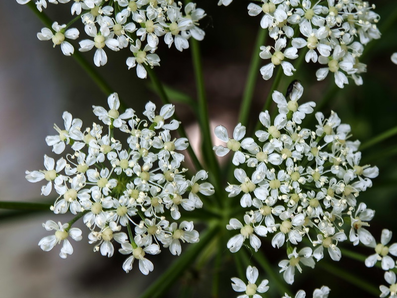 Laserpitium latifolium nevadensis.09