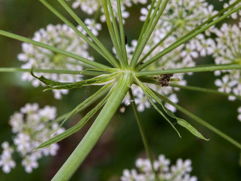 Laserpitium latifolium nevadensis.11