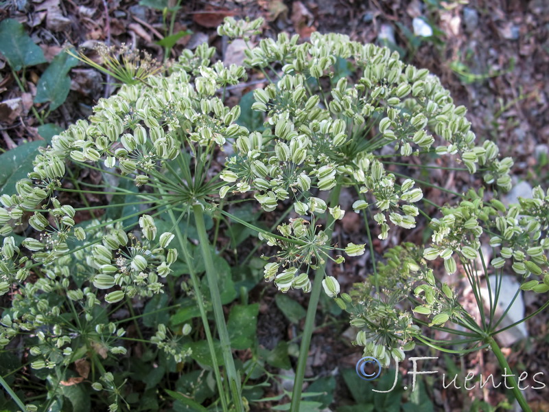 Laserpitium latifolium nevadensis.14