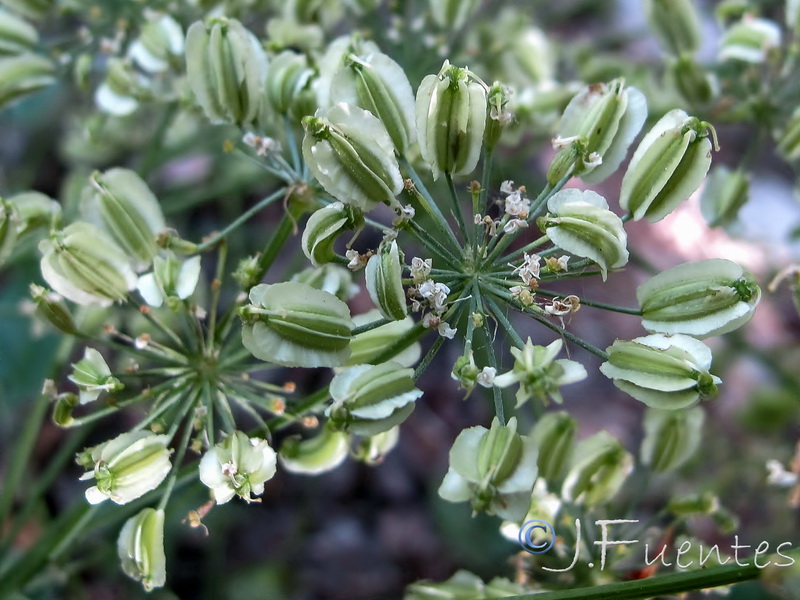 Laserpitium latifolium nevadensis.15