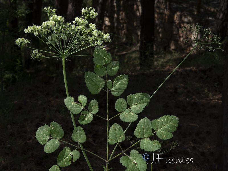 Laserpitium latifolium nevadensis.17