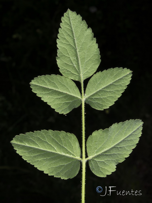 Laserpitium latifolium nevadensis.29