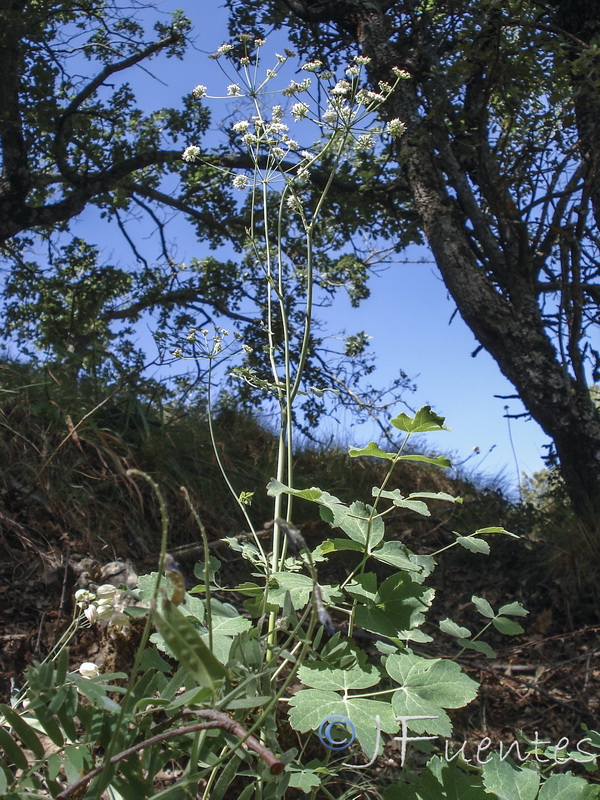 Laserpitium longiradium.03