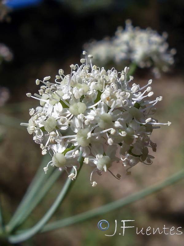 Laserpitium longiradium.10
