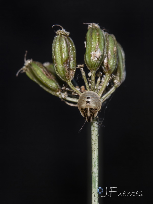 Laserpitium longiradium.23