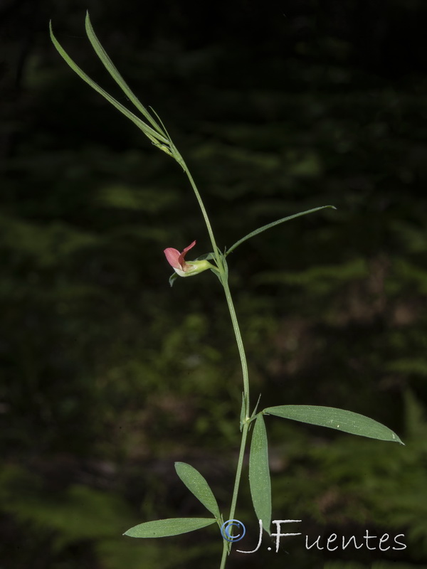 Lathyrus amphicarpos.01