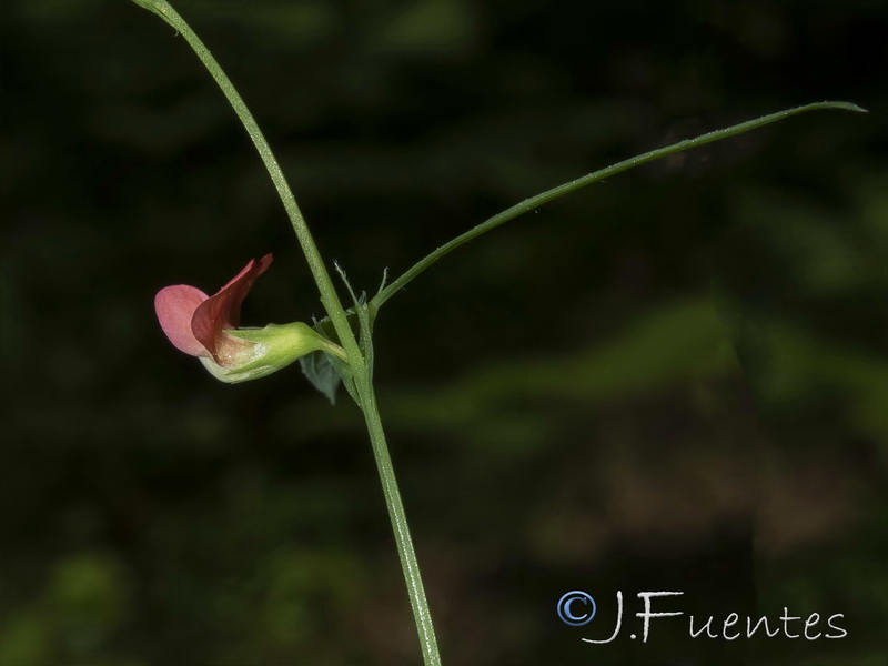 Lathyrus amphicarpos.02