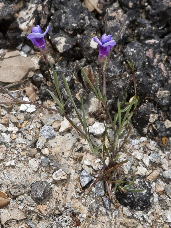 Lathyrus angulatus.02