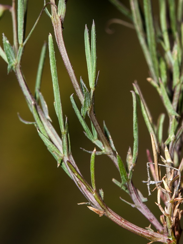 Lathyrus angulatus.04