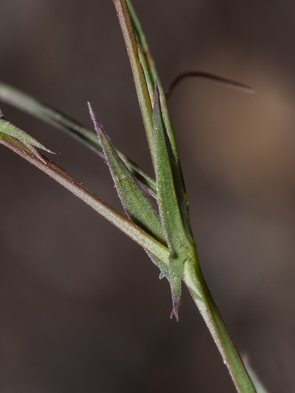 Lathyrus angulatus.05