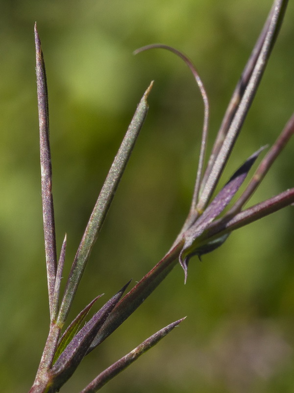 Lathyrus angulatus.06