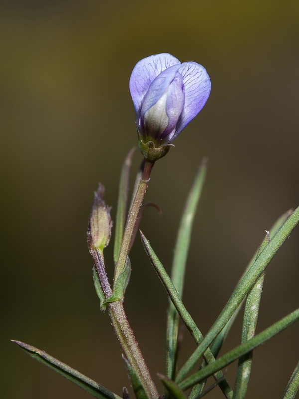 Lathyrus angulatus.07