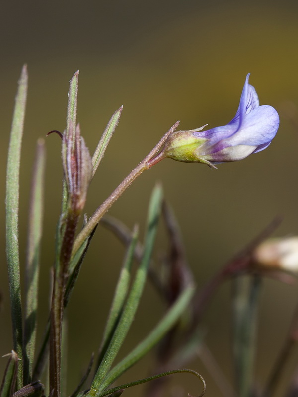 Lathyrus angulatus.08