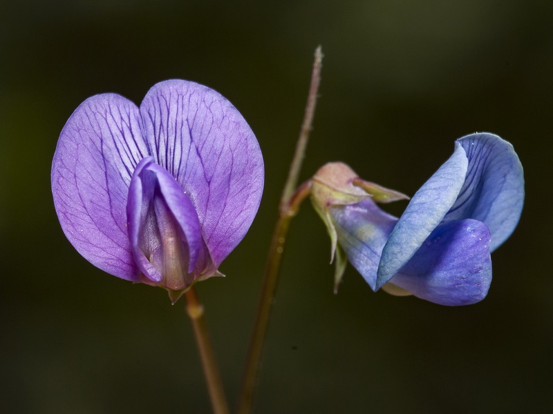 Lathyrus angulatus.15