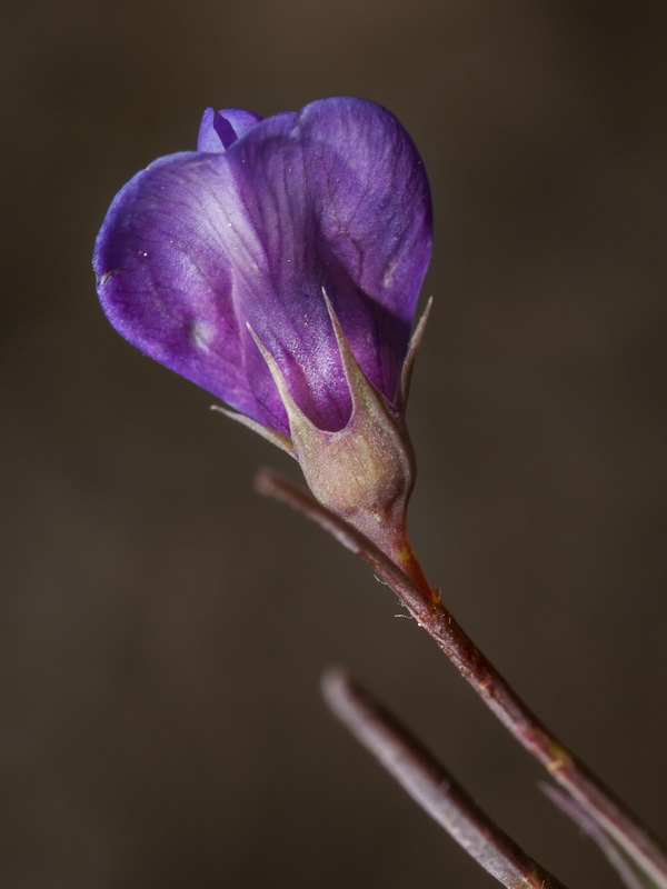 Lathyrus angulatus.17