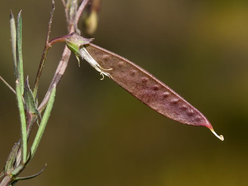 Lathyrus angulatus.19