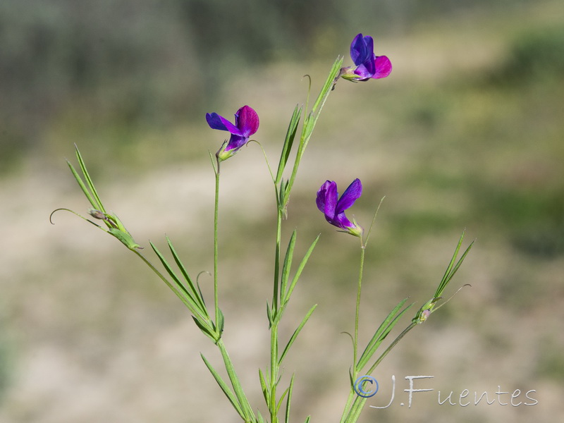 Lathyrus angulatus.21