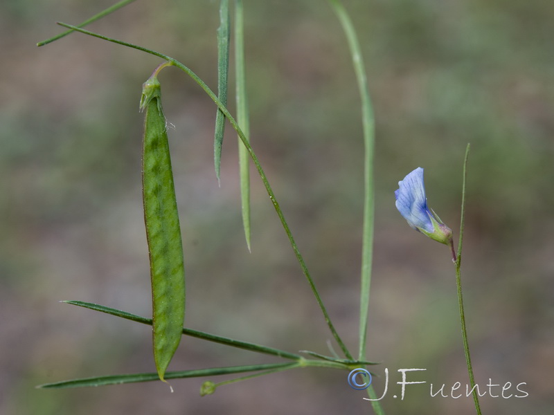 Lathyrus angulatus.20