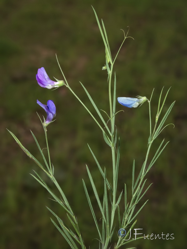Lathyrus angulatus.27