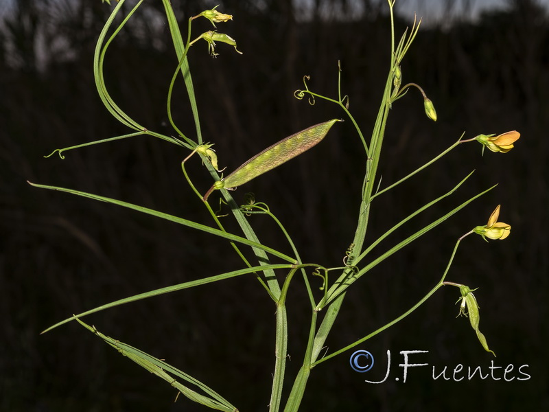Lathyrus annuus.01