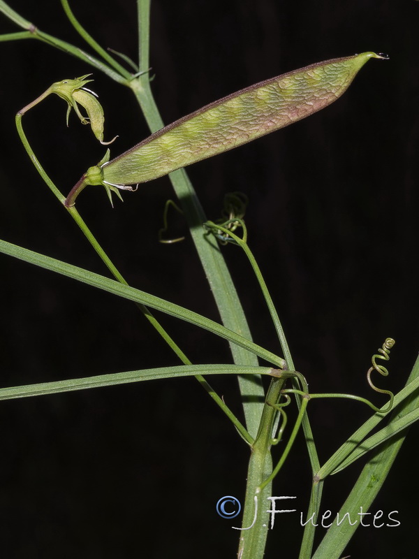 Lathyrus annuus.03