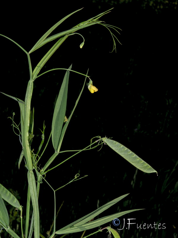 Lathyrus annuus.04
