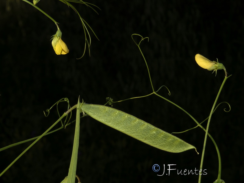 Lathyrus annuus.05