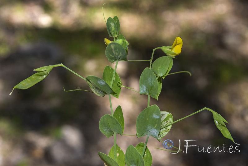 Lathyrus aphaca.01