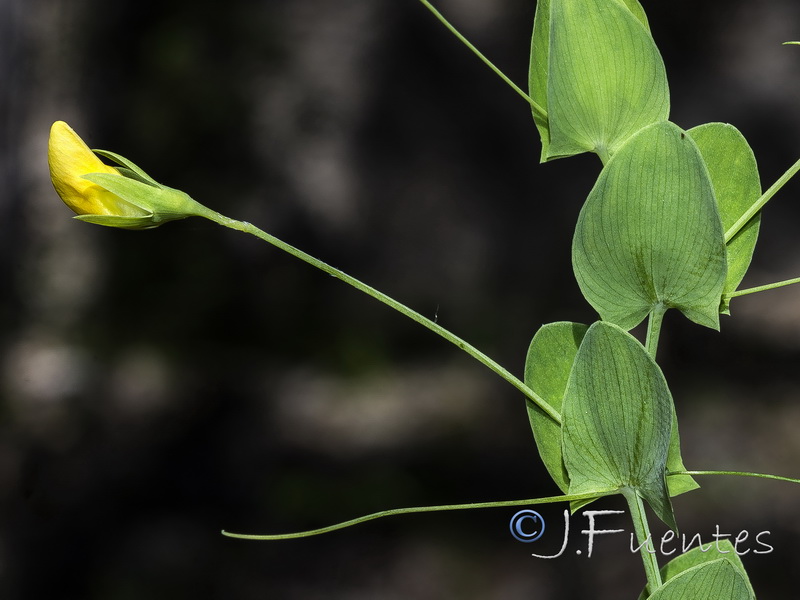 Lathyrus aphaca.02