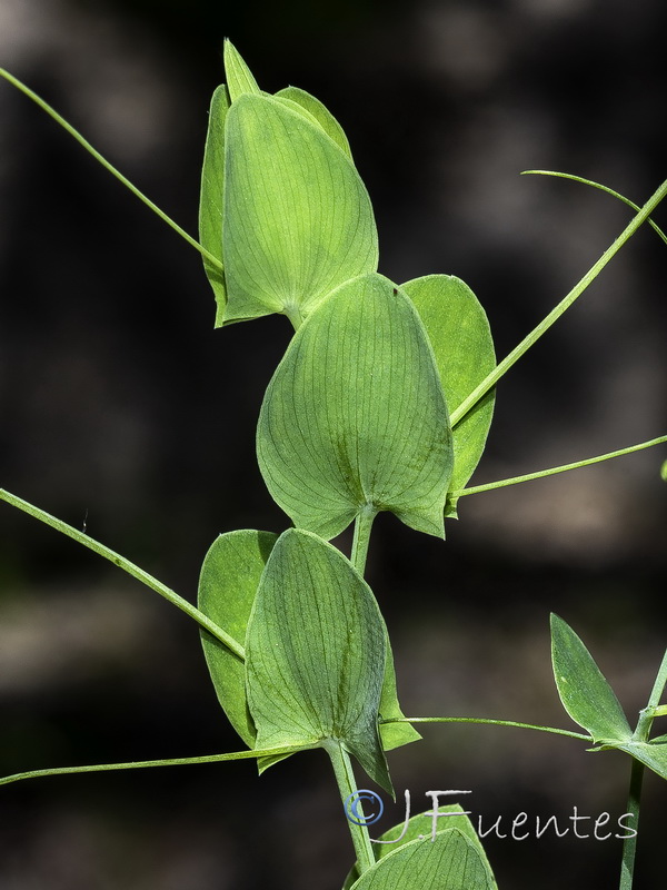 Lathyrus aphaca.03