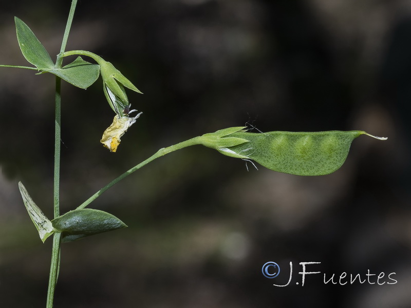 Lathyrus aphaca.04