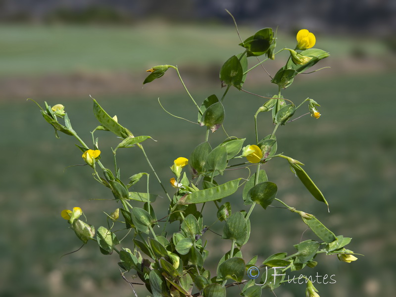 Lathyrus aphaca.05