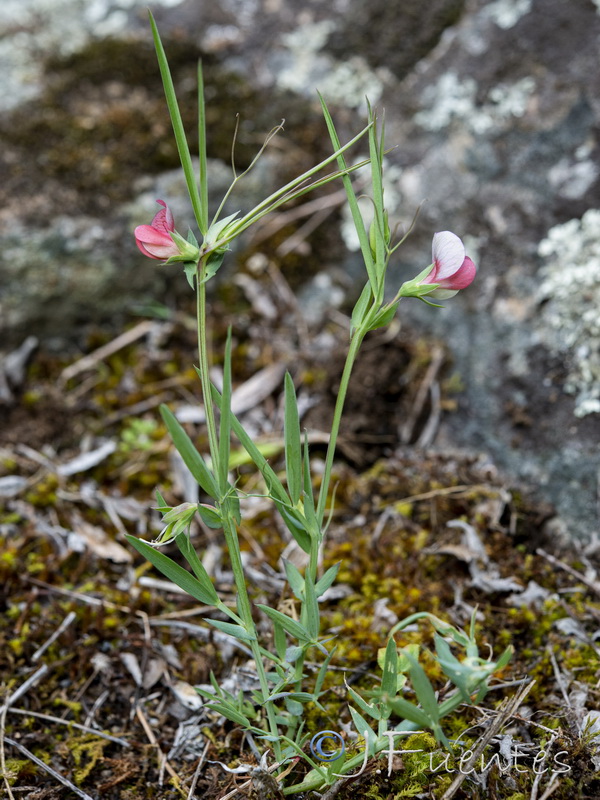 Lathyrus cicera.10