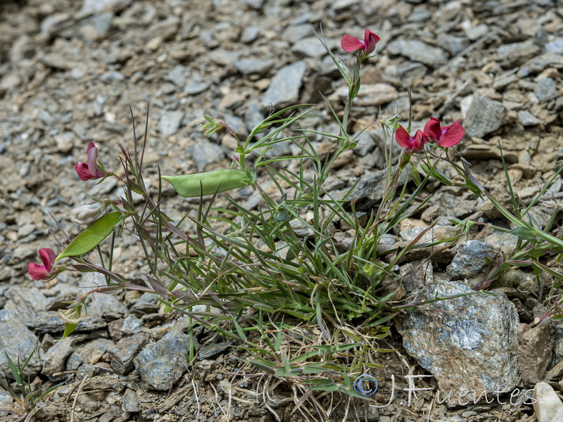 Lathyrus cicera.11