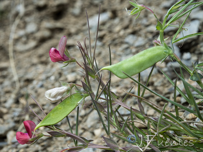 Lathyrus cinerea.08