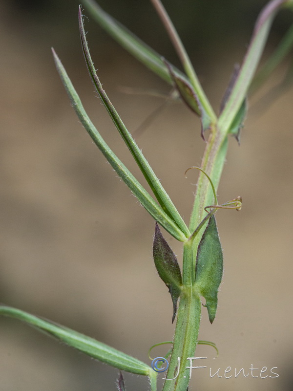 Lathyrus cinerea.01