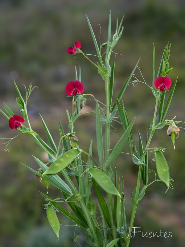 Lathyrus cicera.29