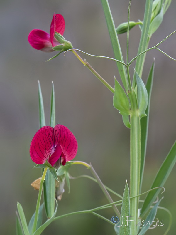 Lathyrus cicera.32