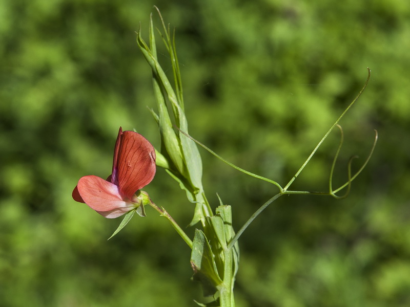 Lathyrus cinerea.02