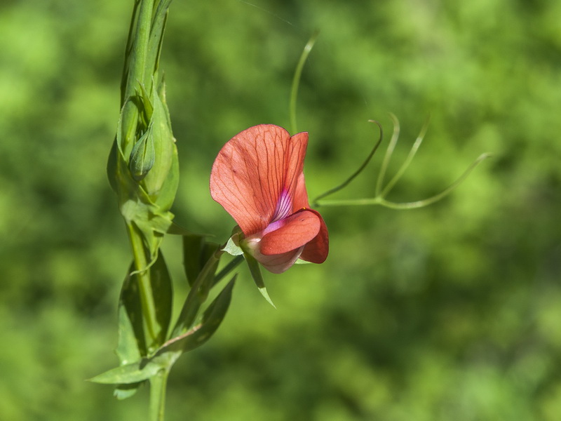 Lathyrus cinerea.03