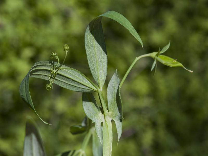 Lathyrus cinerea.04