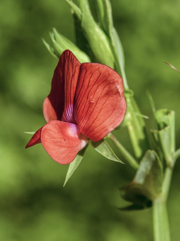 Lathyrus cinerea.07