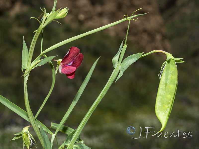 Lathyrus cinerea.09