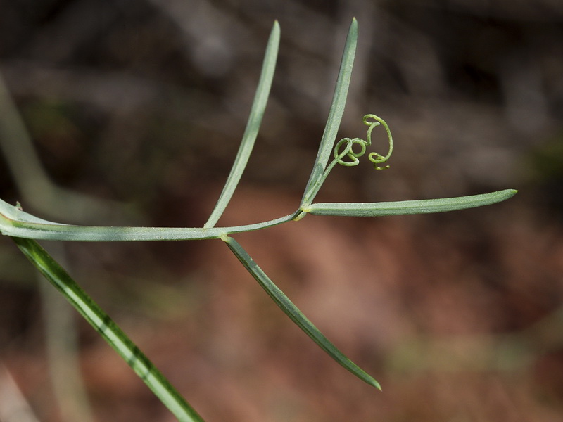 Lathyrus clymenum.03