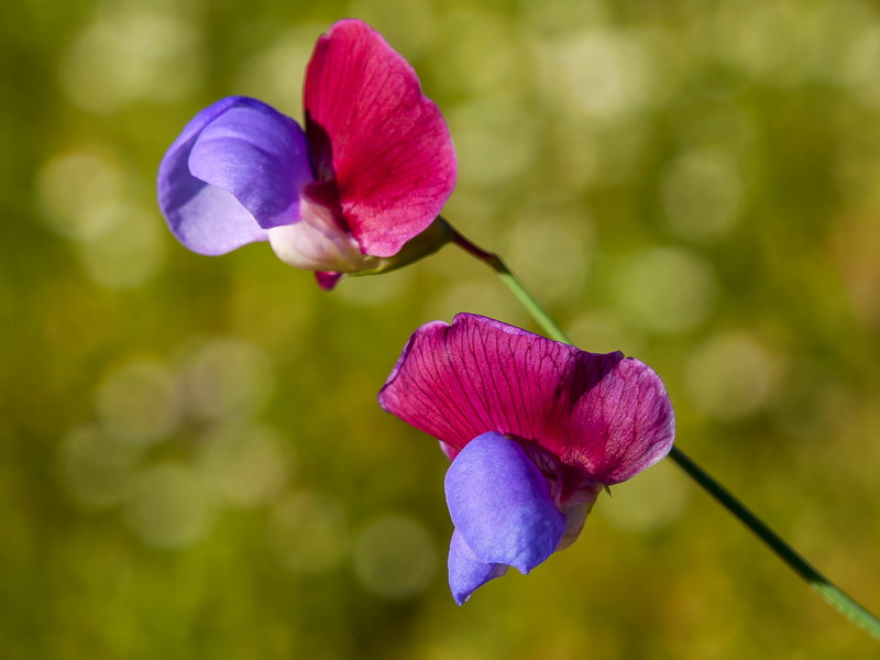 Lathyrus clymenum.07