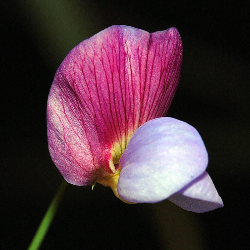 Lathyrus clymenum.11