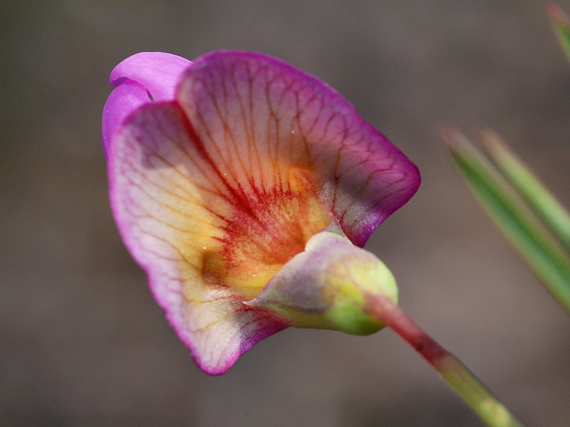 Lathyrus clymenum.14