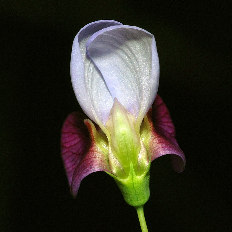 Lathyrus clymenum.17