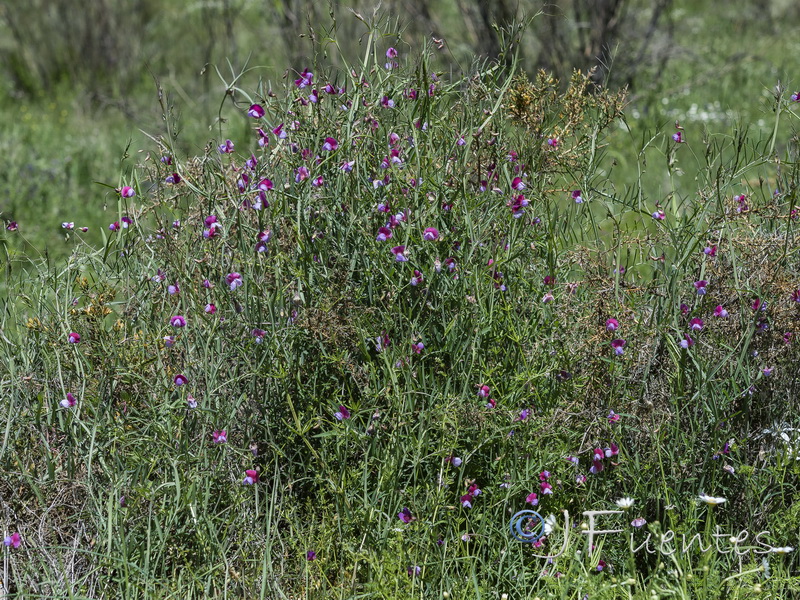 Lathyrus clymenum.21