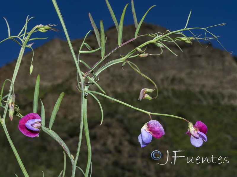 Lathyrus clymenum.24